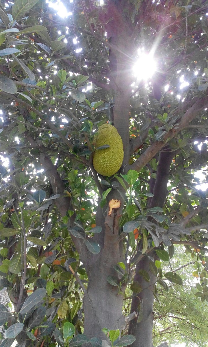 fruit