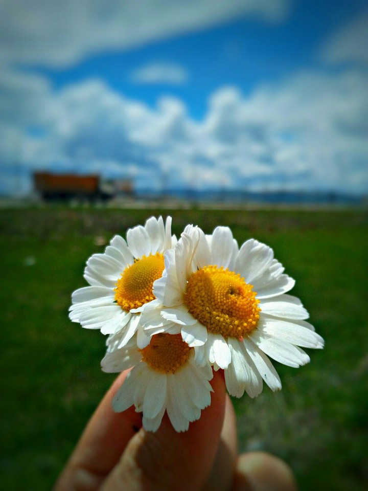papatya