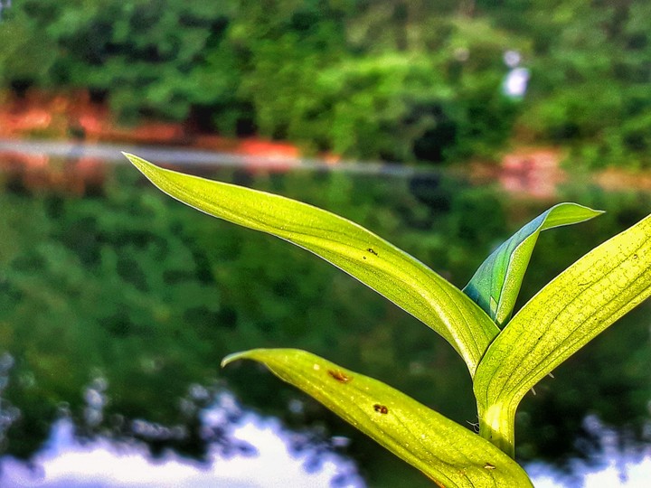 green
