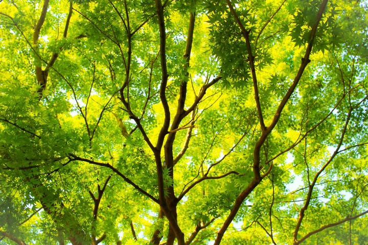 forest