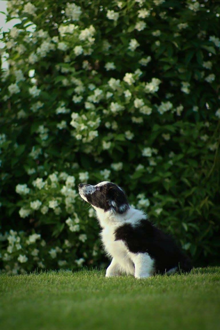 Dog