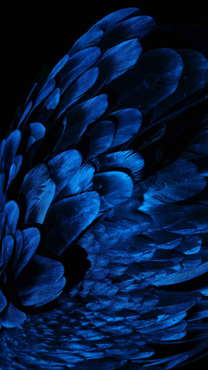 Raven ?