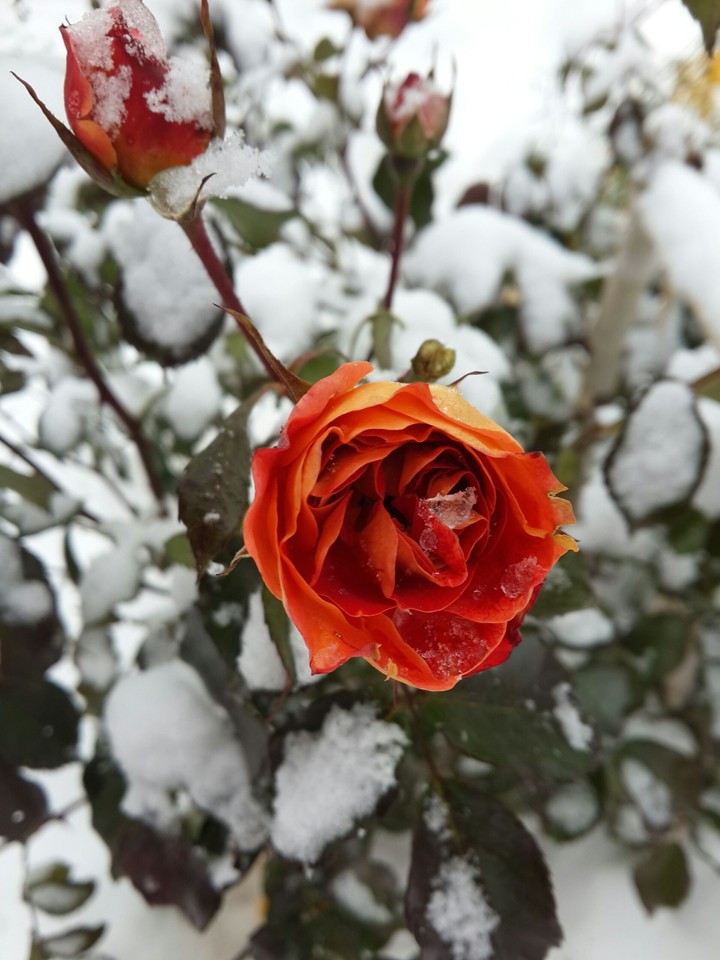 Rose