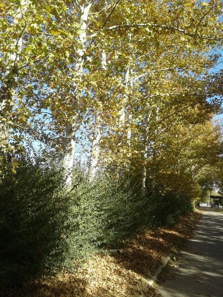 a sunny day