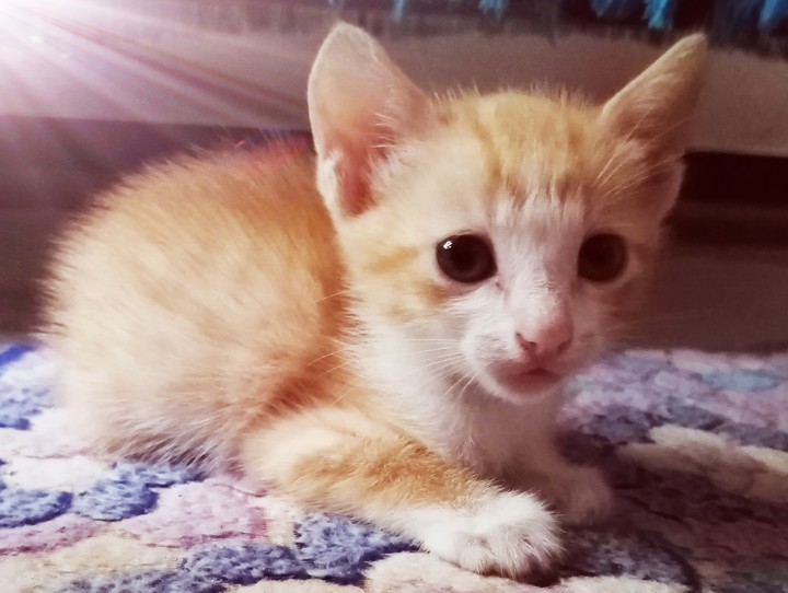 lovely kitten