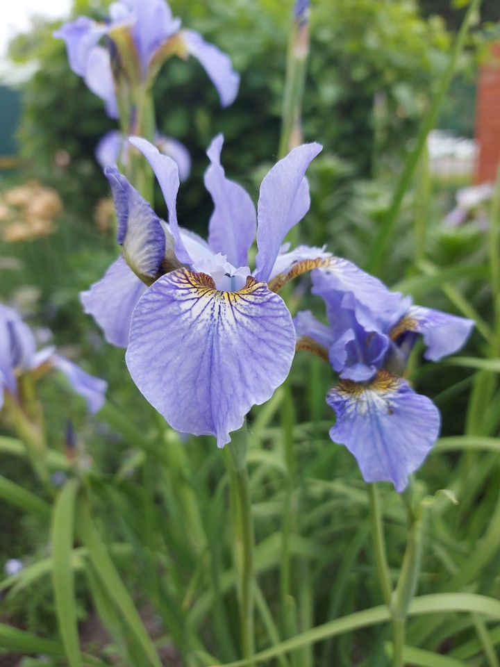iris flower