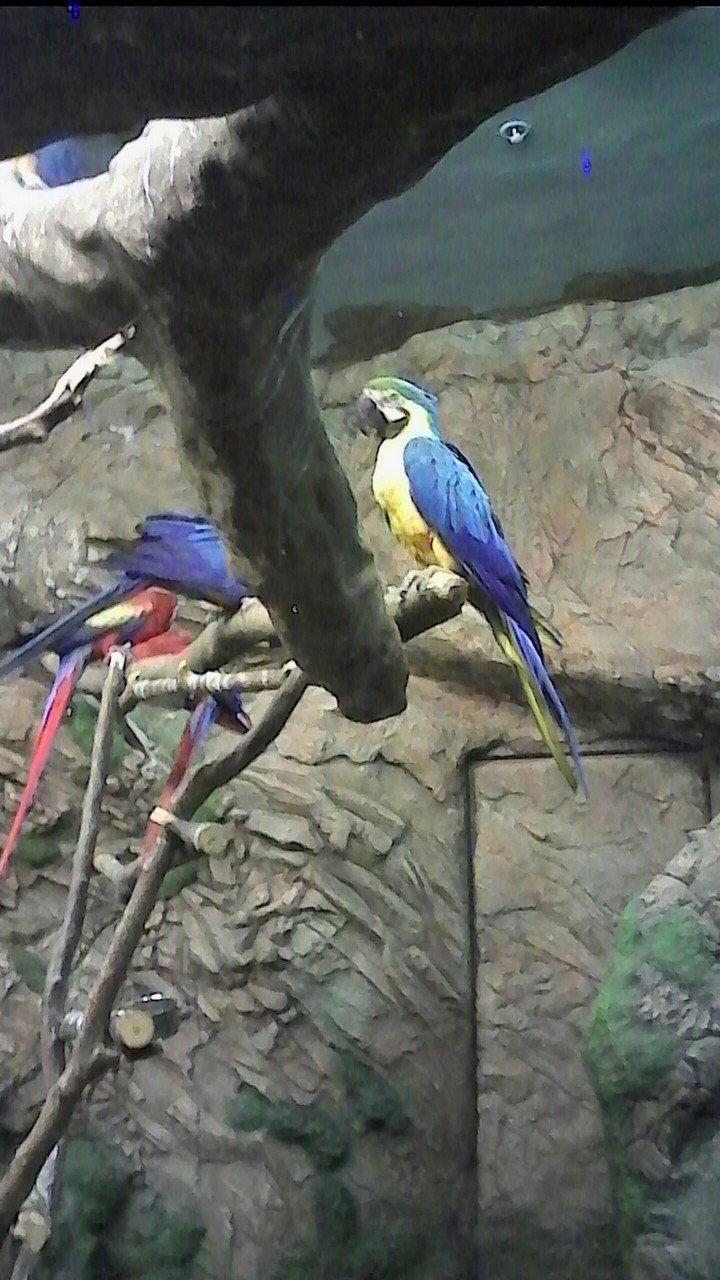 parrot