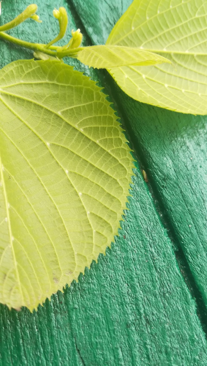 Leaves