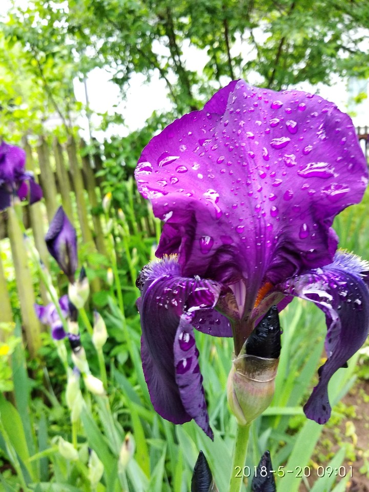 Flower