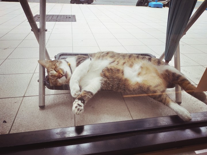 cat