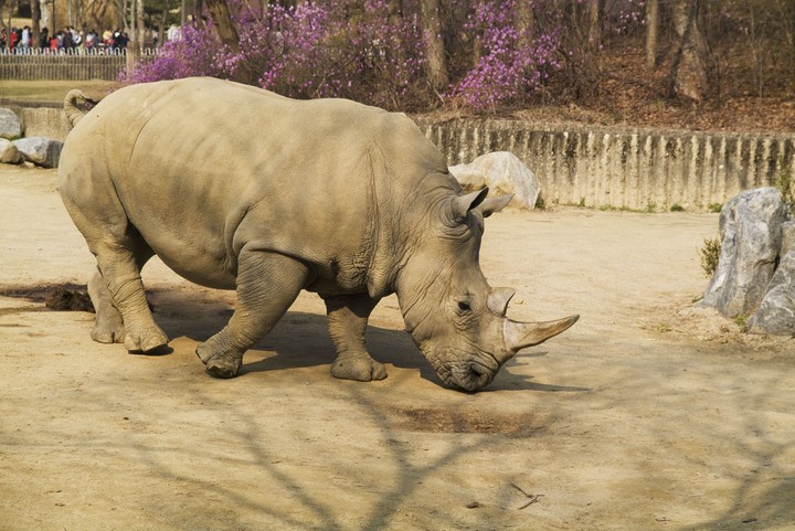 Animal
