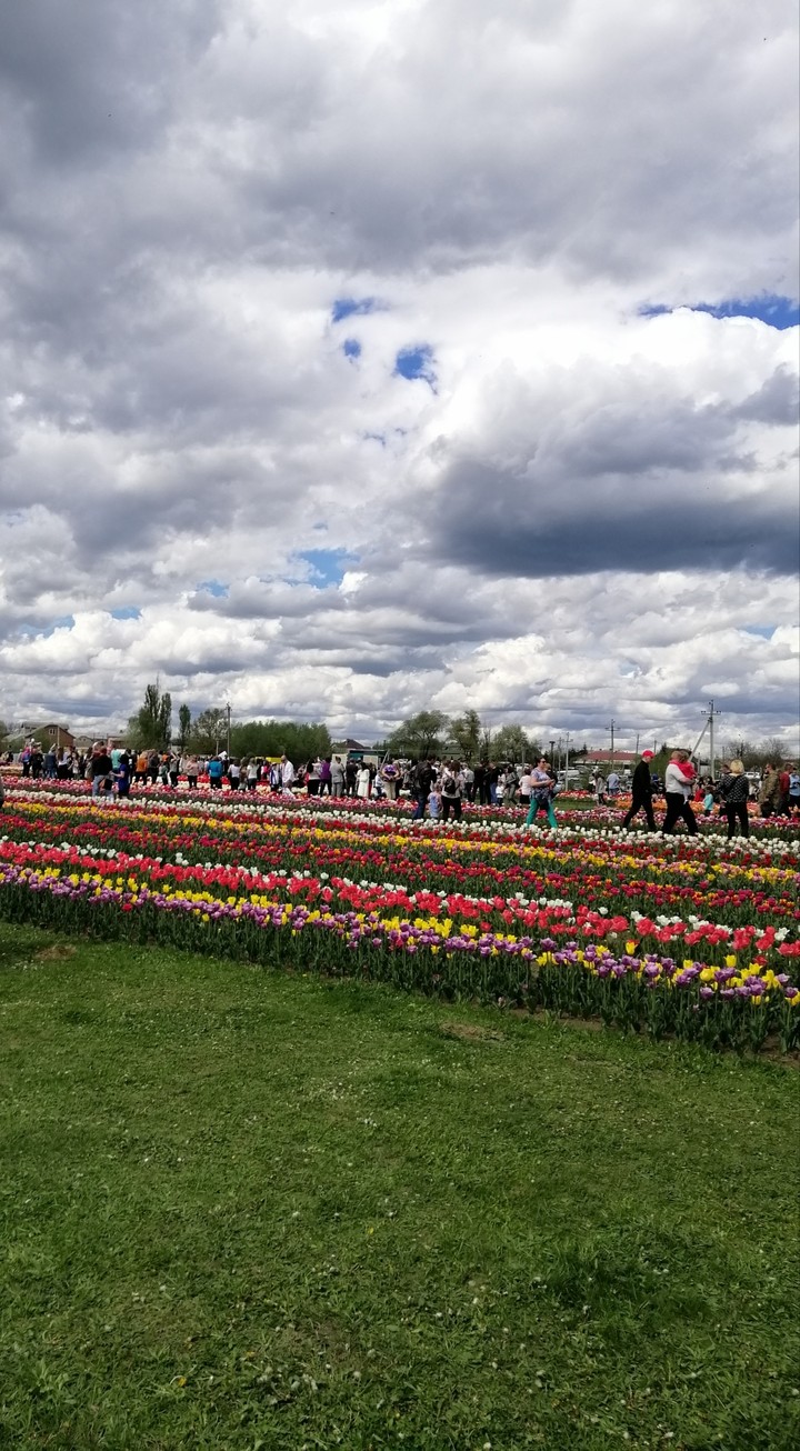 tulip