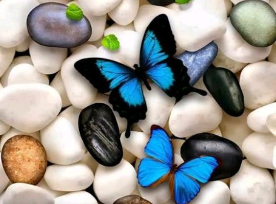 Blue butterflies