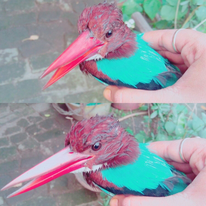 beautiful kingfisher