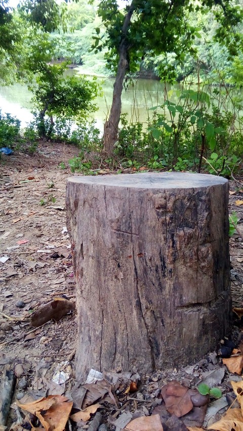 Tree in jungle