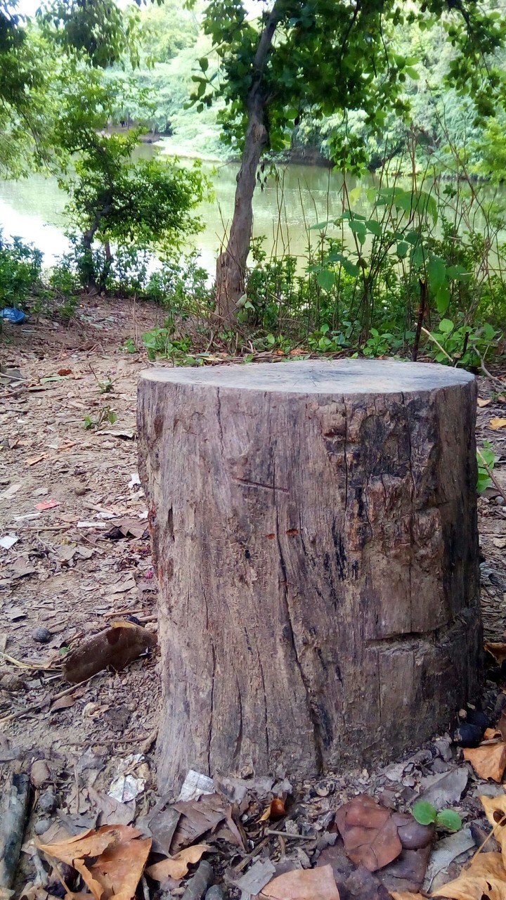 Tree in jungle