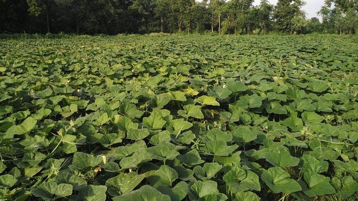 pumpkin farm