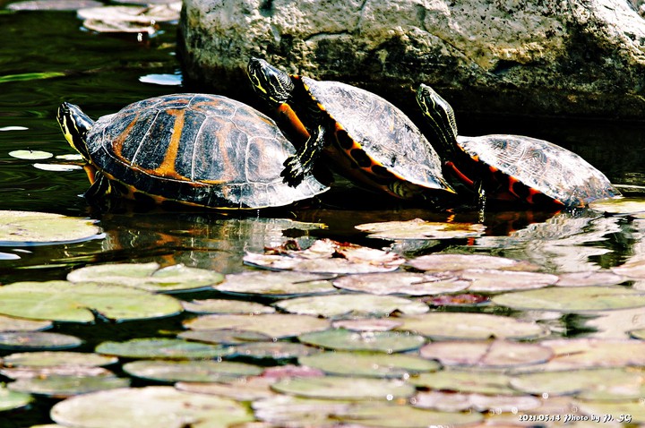 Tortoises, Turtles & Terrapins