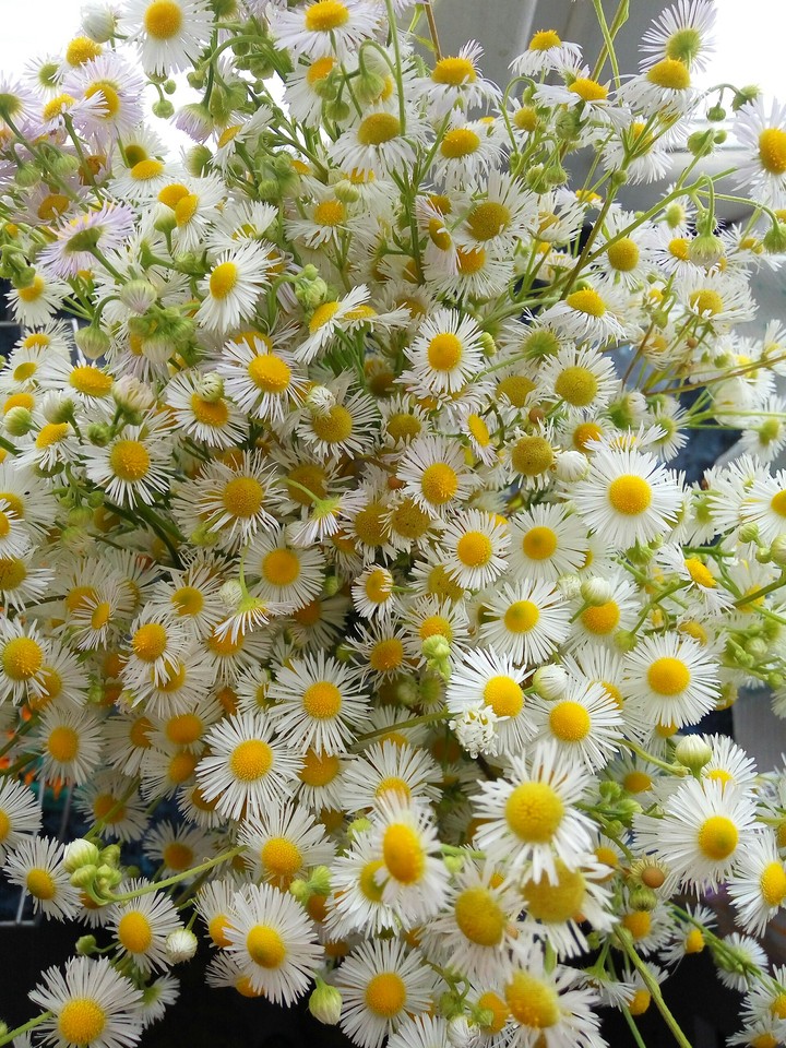 ромашки для Машки