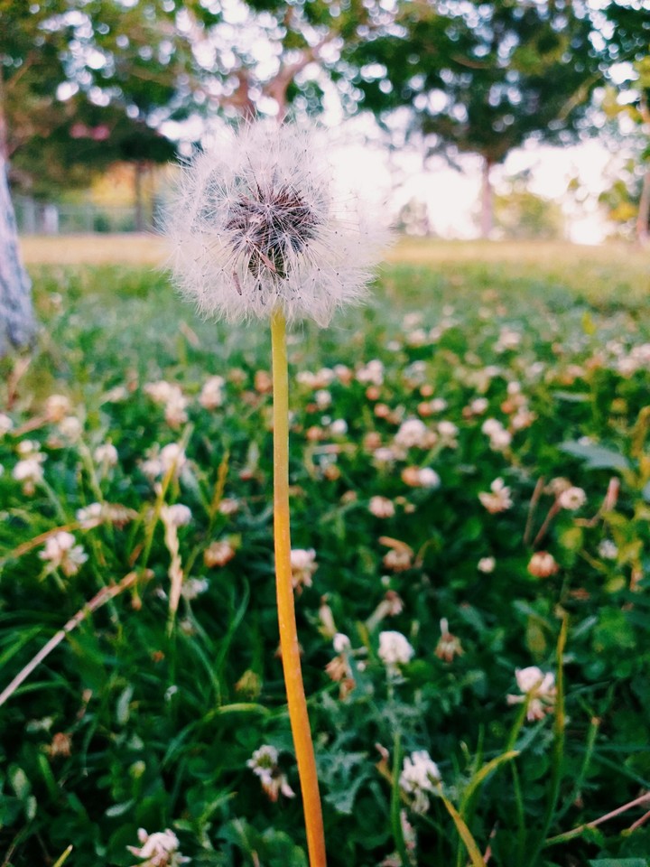 dandelion