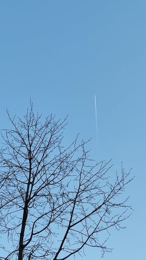 daytime, twig वॉलपेपर