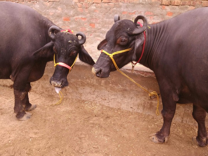 murrah  buffalo