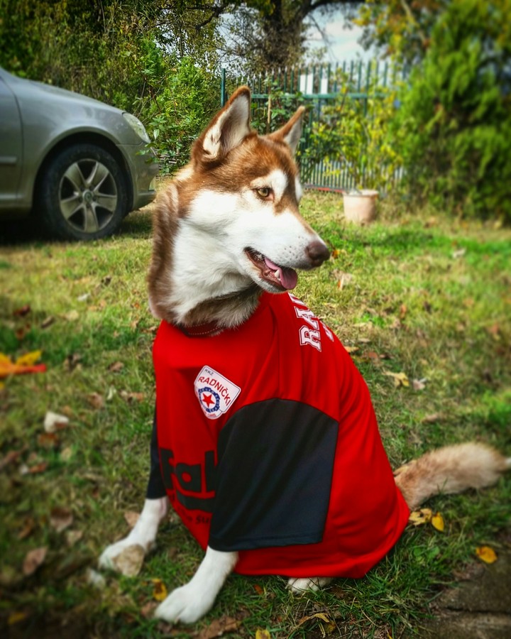 Una The Husky