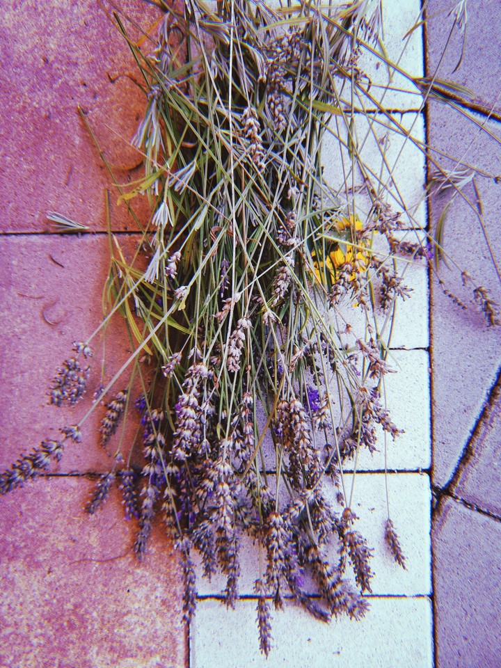 collection: autumn in my graden pt.3