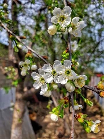 flora, branch wallpapers