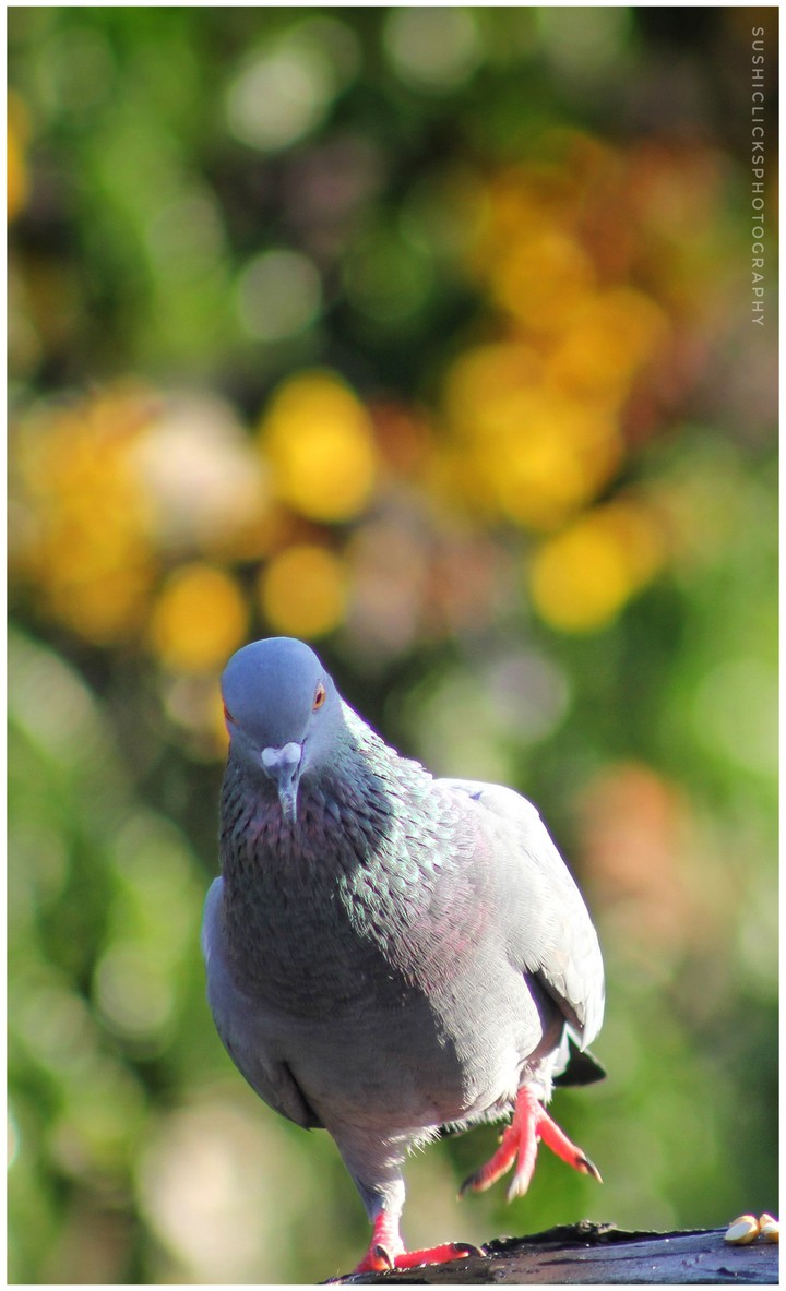Nature's Own Ramp & Model