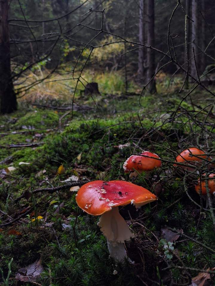 Fliegenpilz
