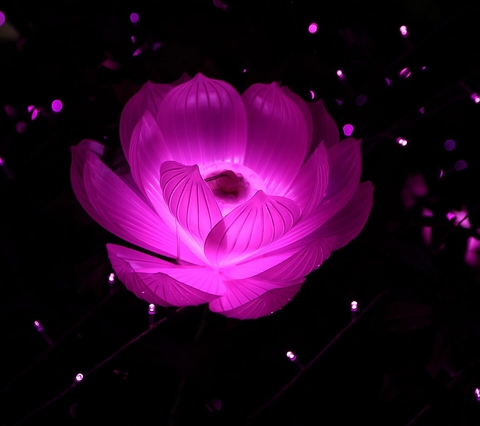Dark Flower Special