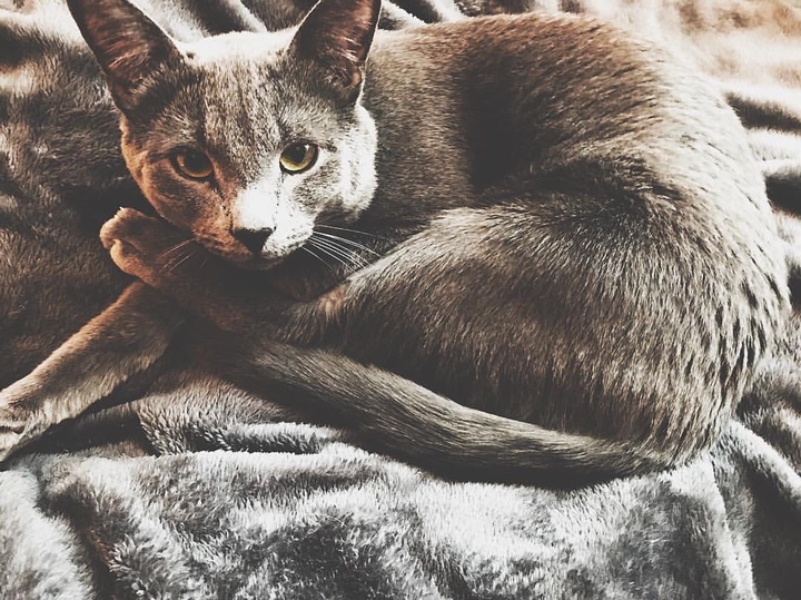 cat