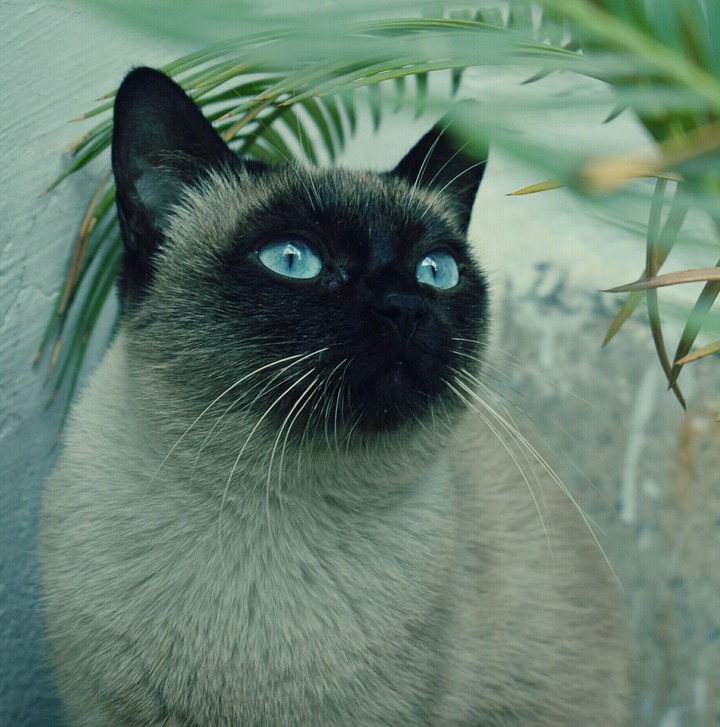 Lily the Siamese Cat