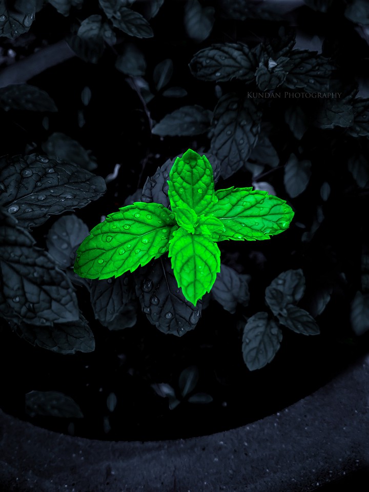 Mint