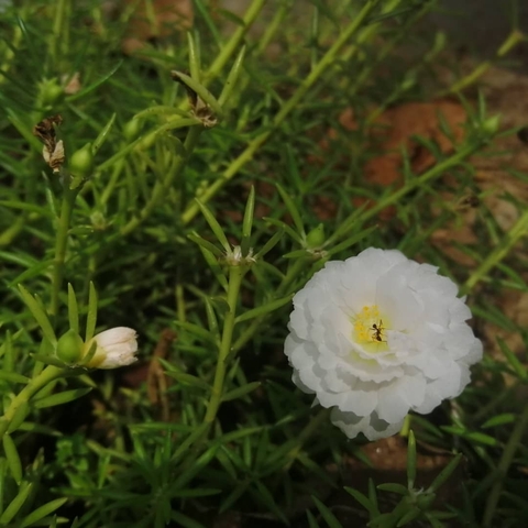 Nature
