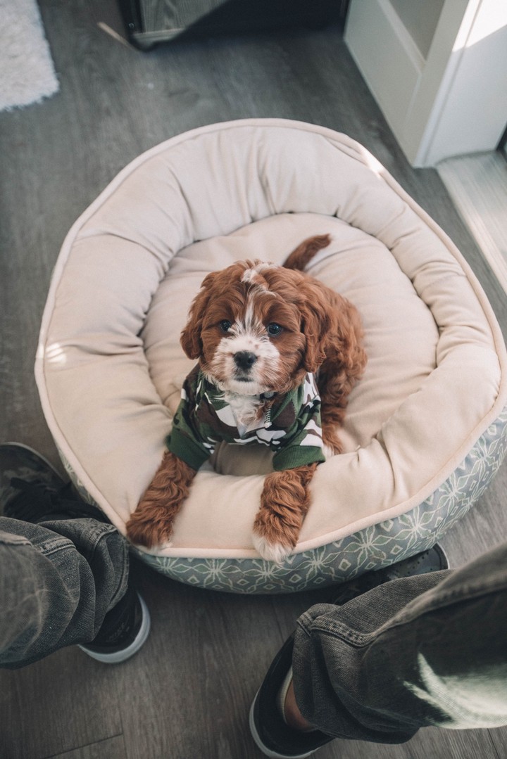Cute puppy
