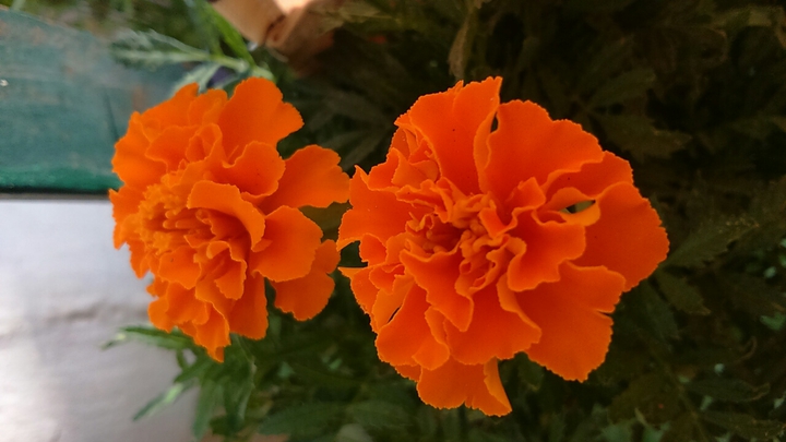 flowers