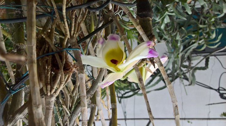 My orchids