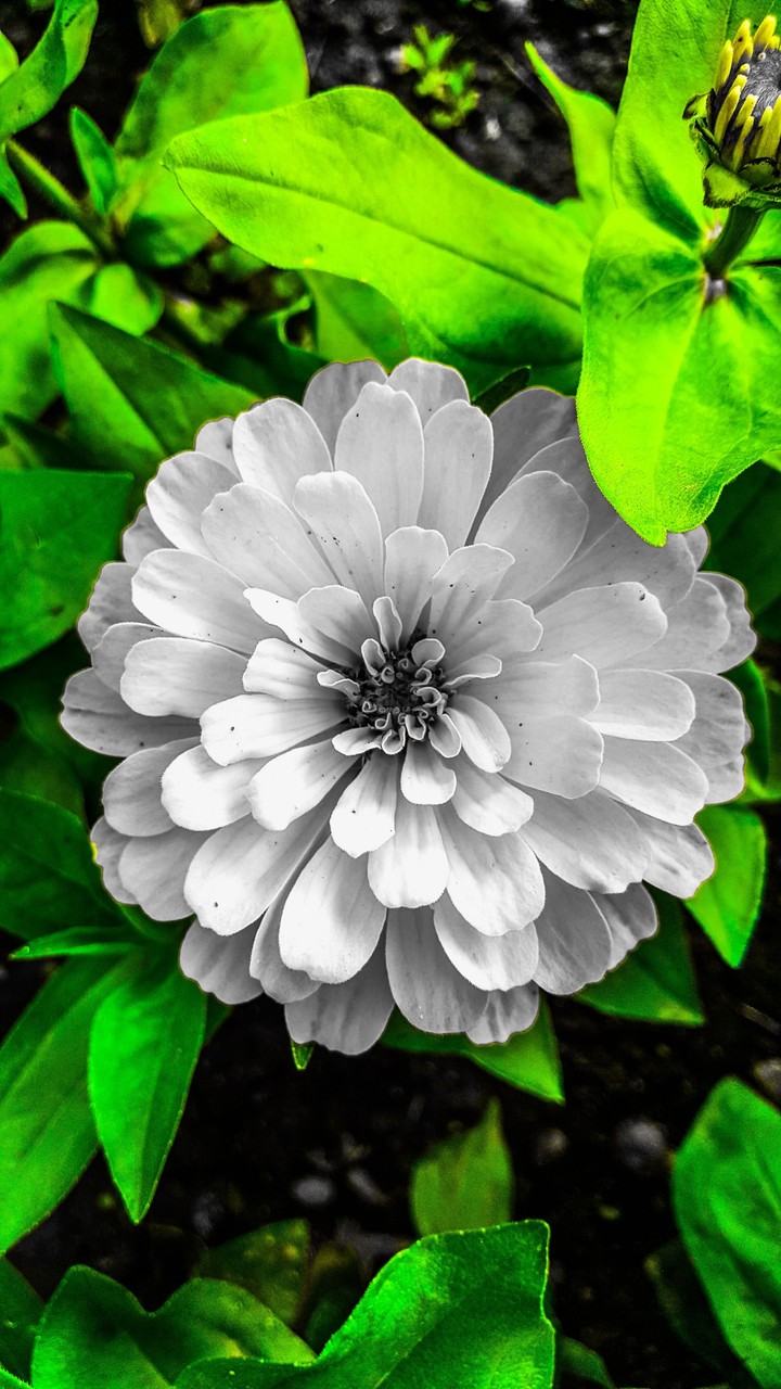 Colour faded but the beauty in flower didn't fade