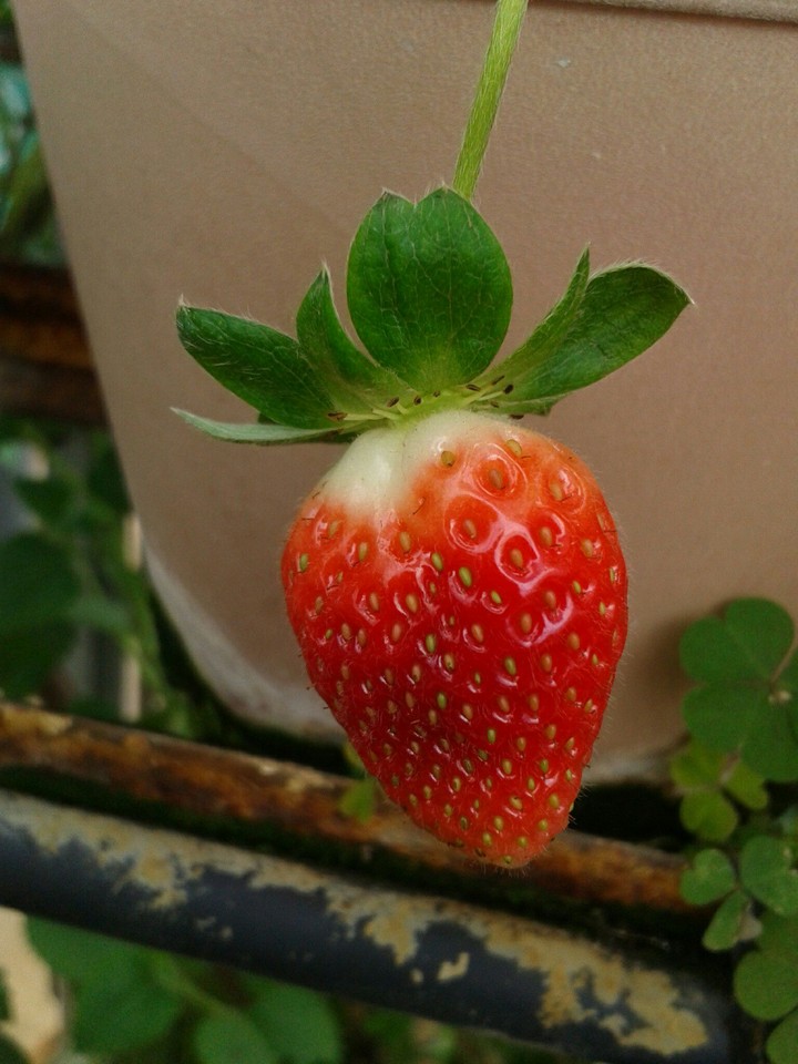Strawberry