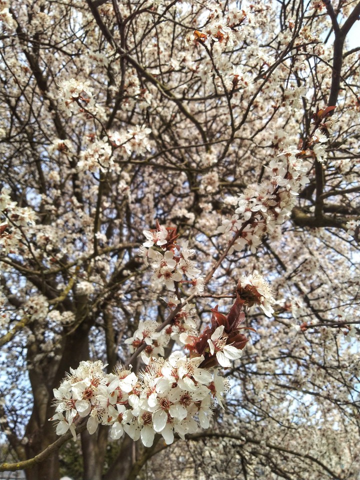 sweet spring