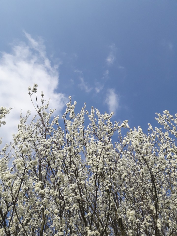Spring blossom