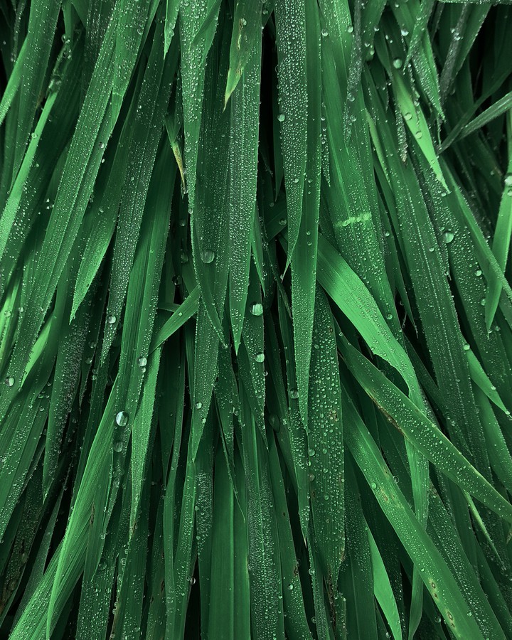 droplets