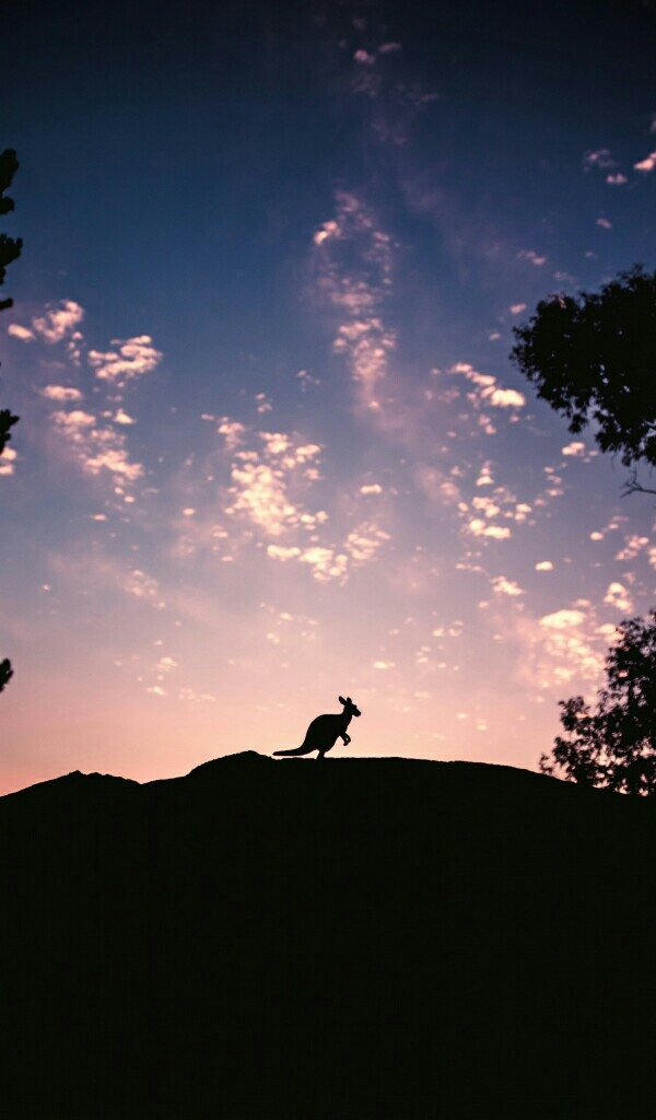 kangaroo