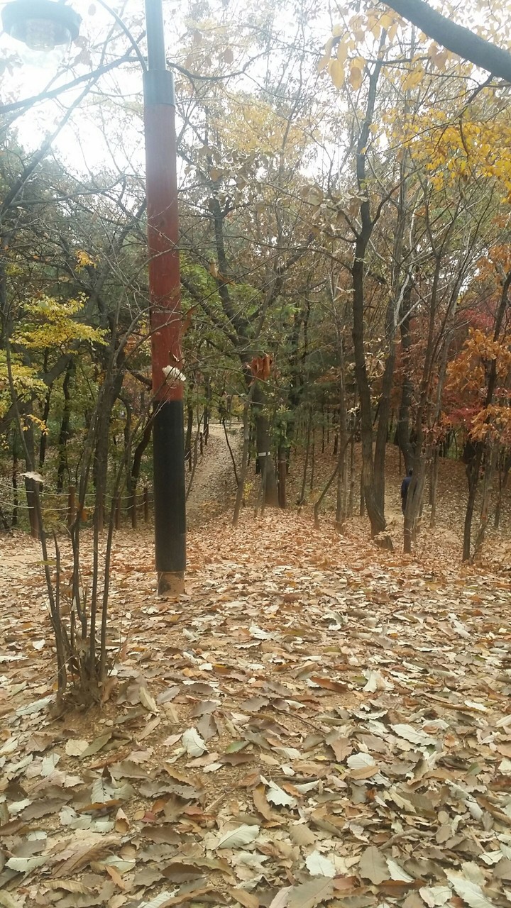 낙엽
