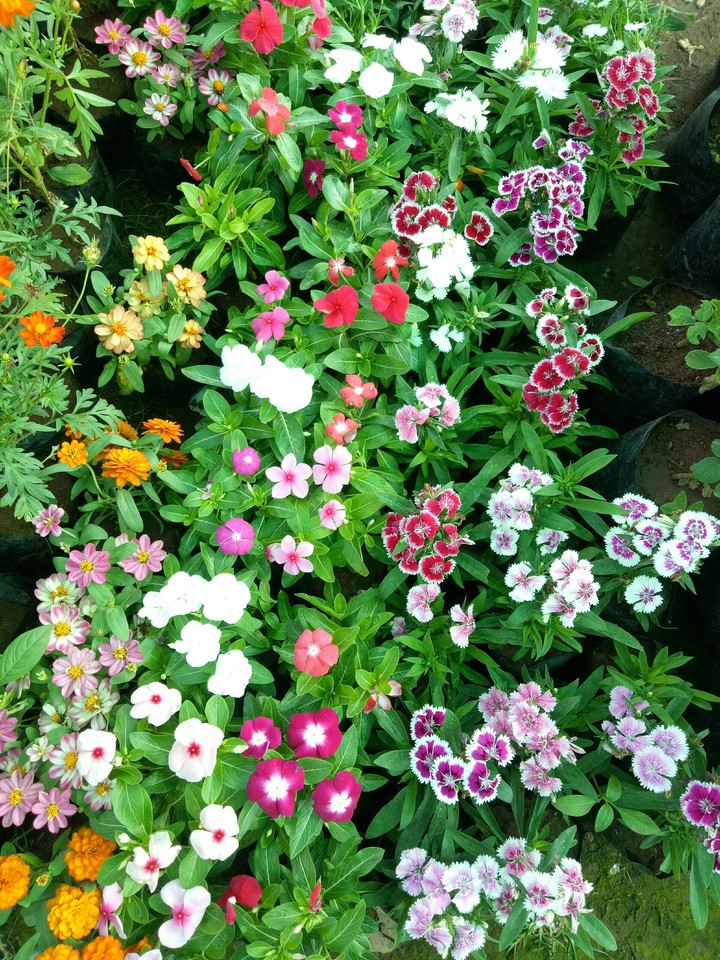 multi color flower in kolhapur