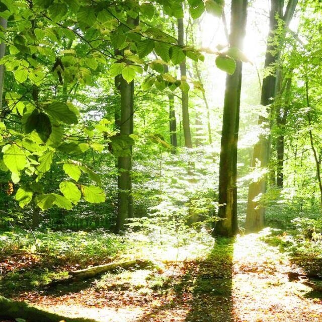 bright forest