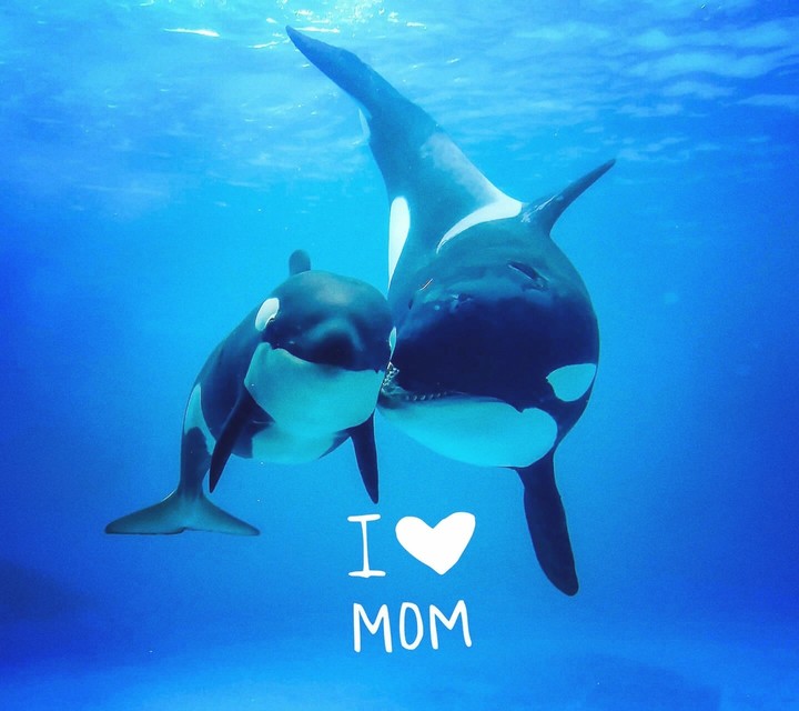 I love my mom