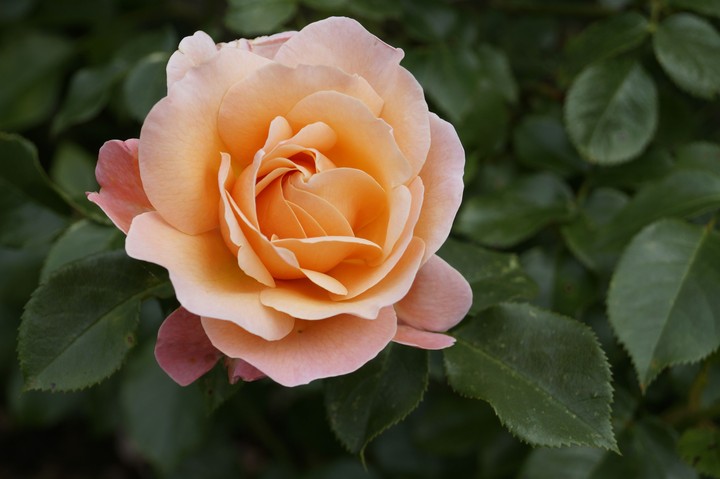Orange rose